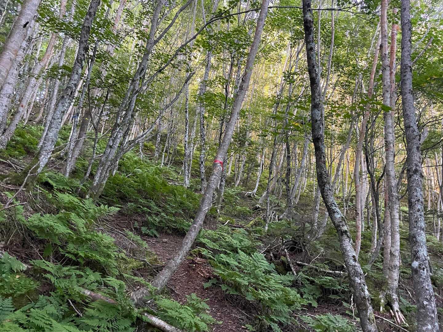この日の下界は40℃予報で、暑さを心配したけれど、日が昇った後も樹林帯は山影で涼しくて、体感的にかなり助かった。
先週の戸隠は蒸し暑さにやられたけれど、同じ標高でもわからないものだ。