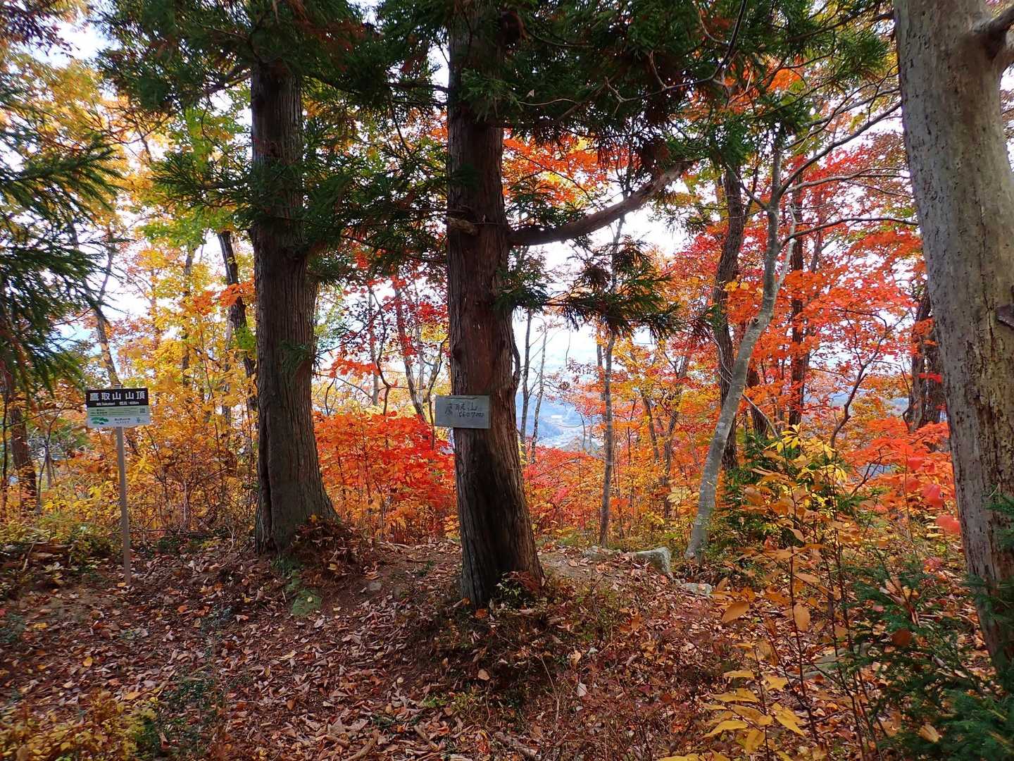 鷹取山 往復コースの写真