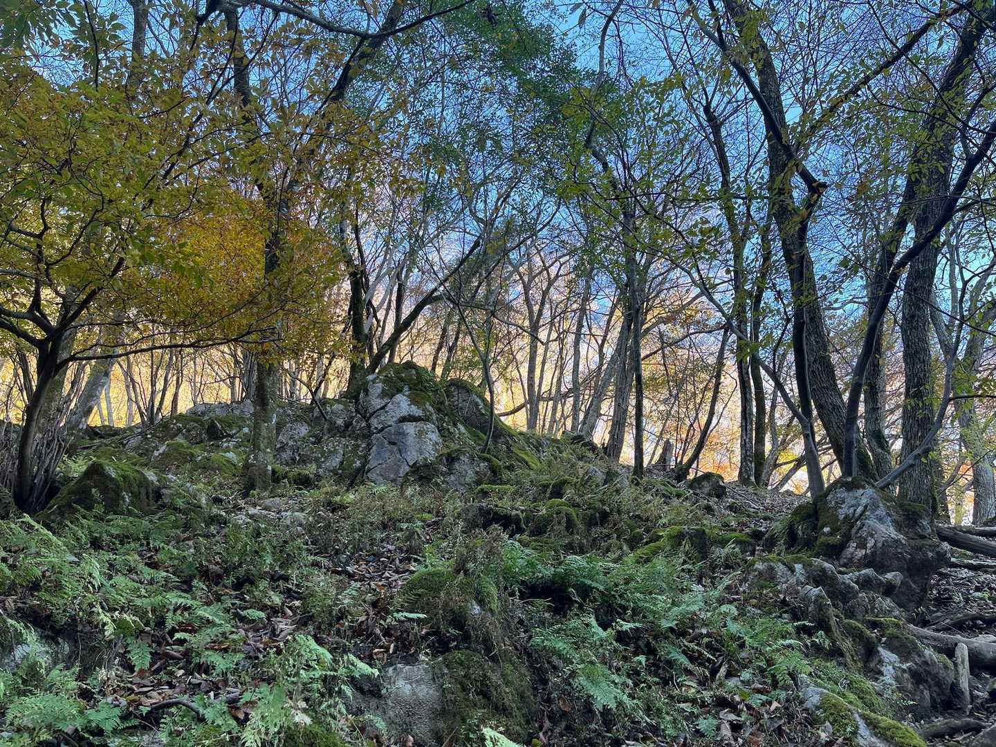 晩秋のコグルミ谷に来れてうれしい