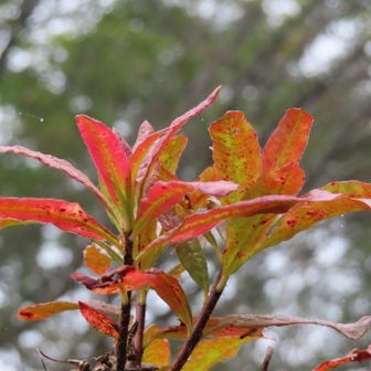 やや、フライング気味の紅葉