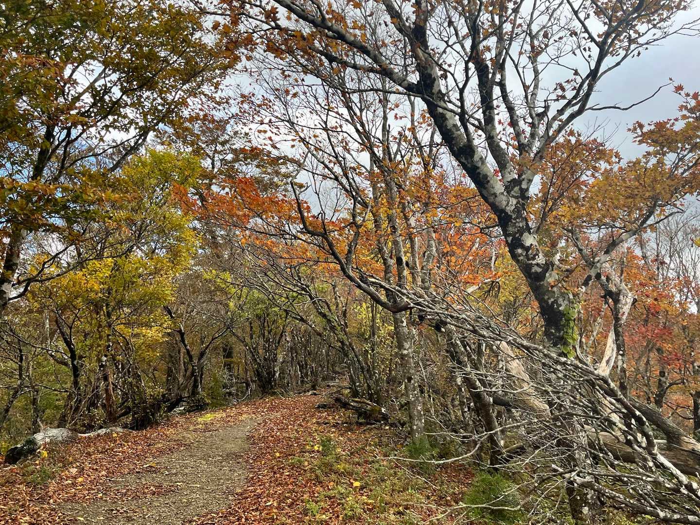 口千丈岳登山口-口千丈山-焼山ノ太尾ノ頭 往復コースの写真