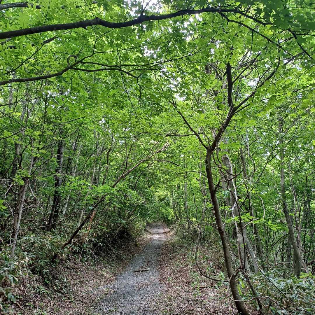 久慈平岳 往復コースの写真