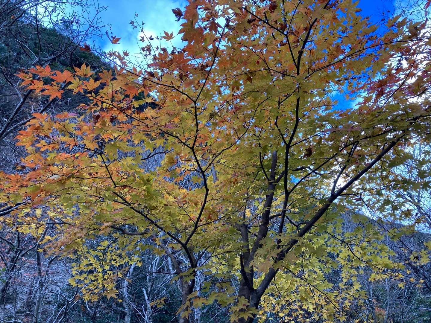 朝明登山口-羽鳥峰 往復コースの写真