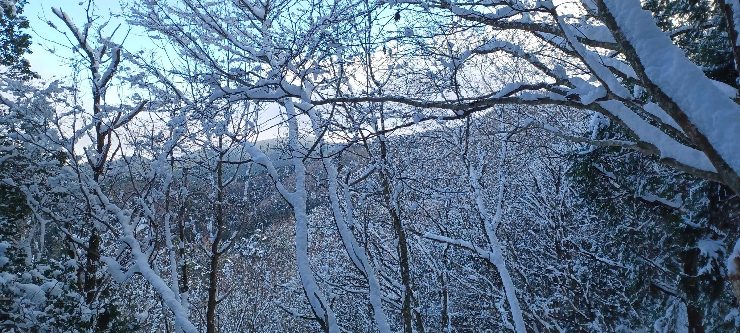木々が白くていい感じ