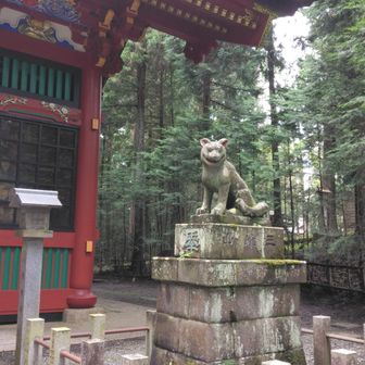 秩父山中に生息する狼を、猪などから農作物を守る眷族（けんぞく）、神使（しんし）として「お犬さま」として崇められる 