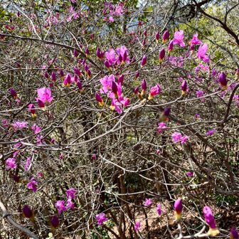 満開にまた来るぞー
