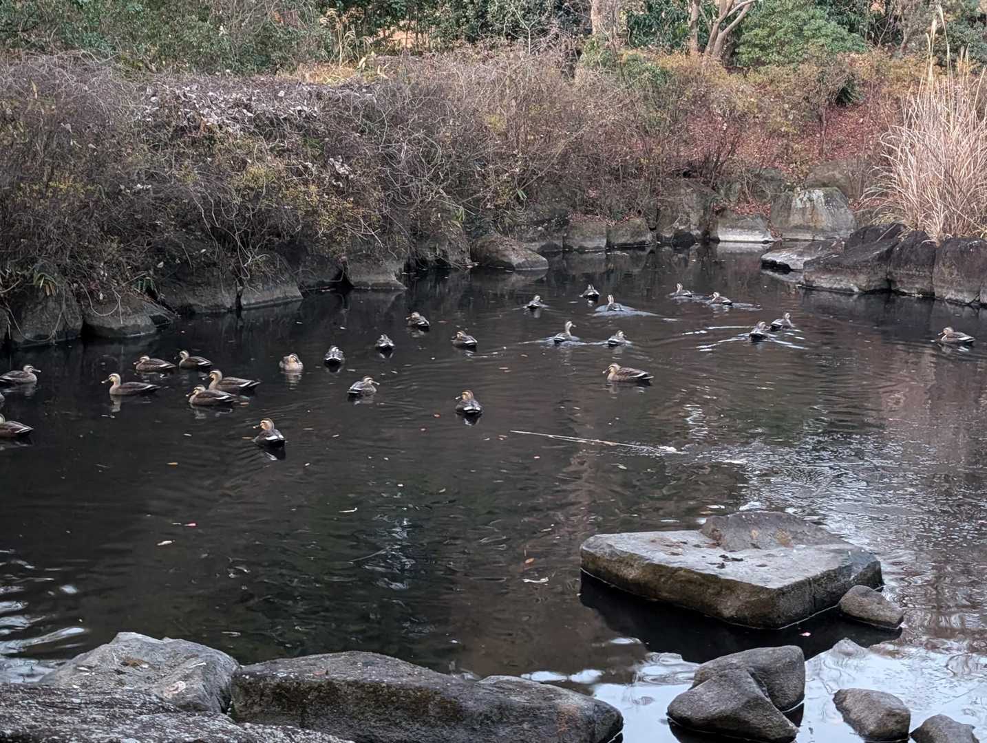 🦆🦆