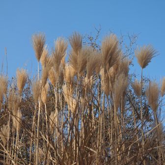 直立したふっさふさのススキに
目が止まった