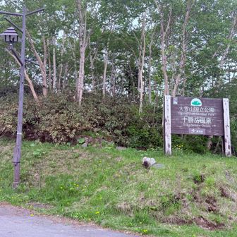 ここ十勝岳温泉登山口からスタート