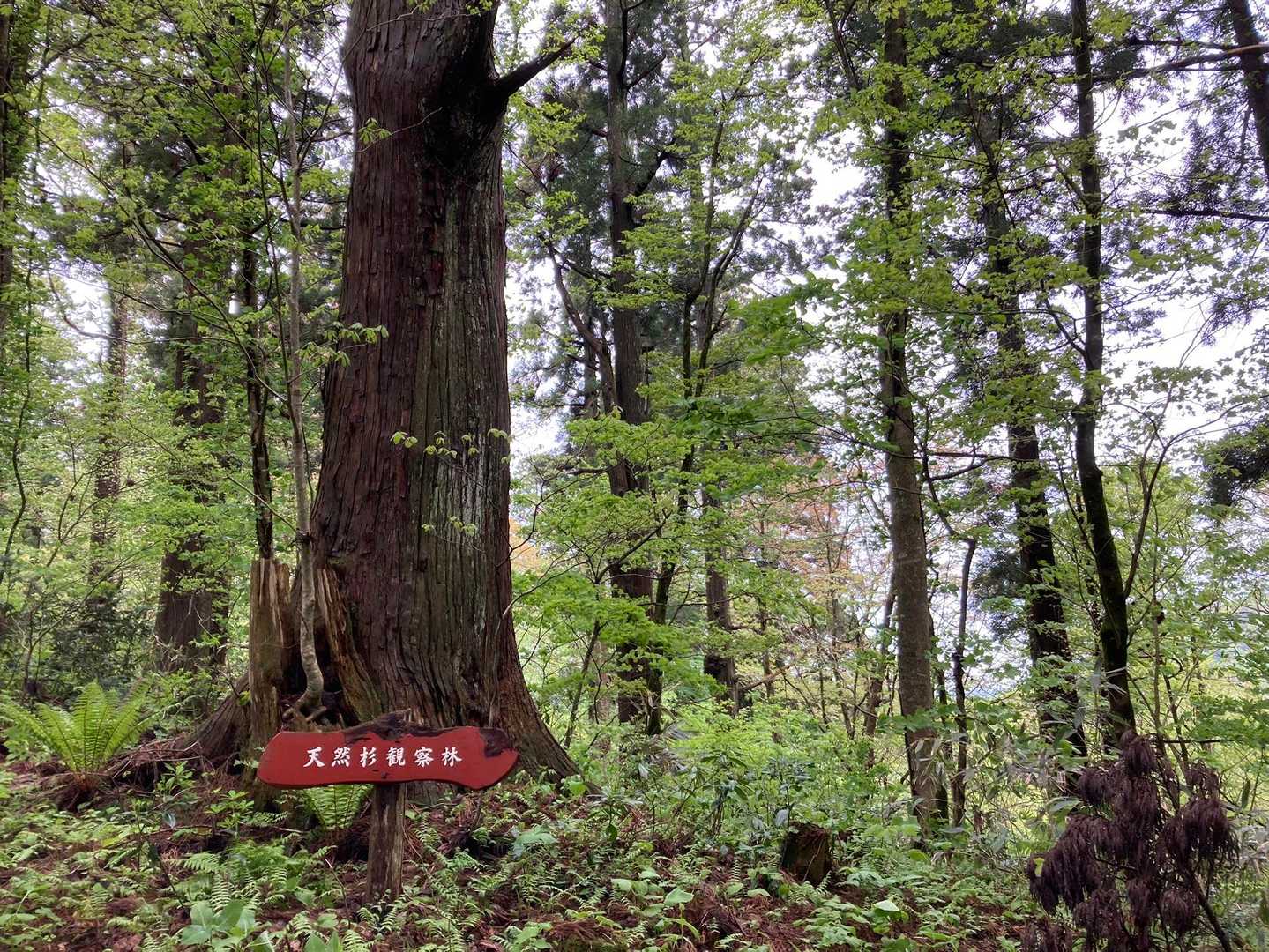 この辺から天然スギ、サイズは中ぐらいですが、立派です🌲