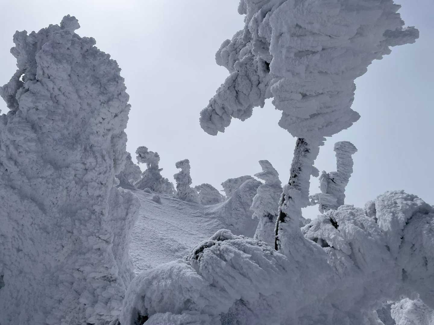 八甲田大岳登山口-小岳 往復コースの写真