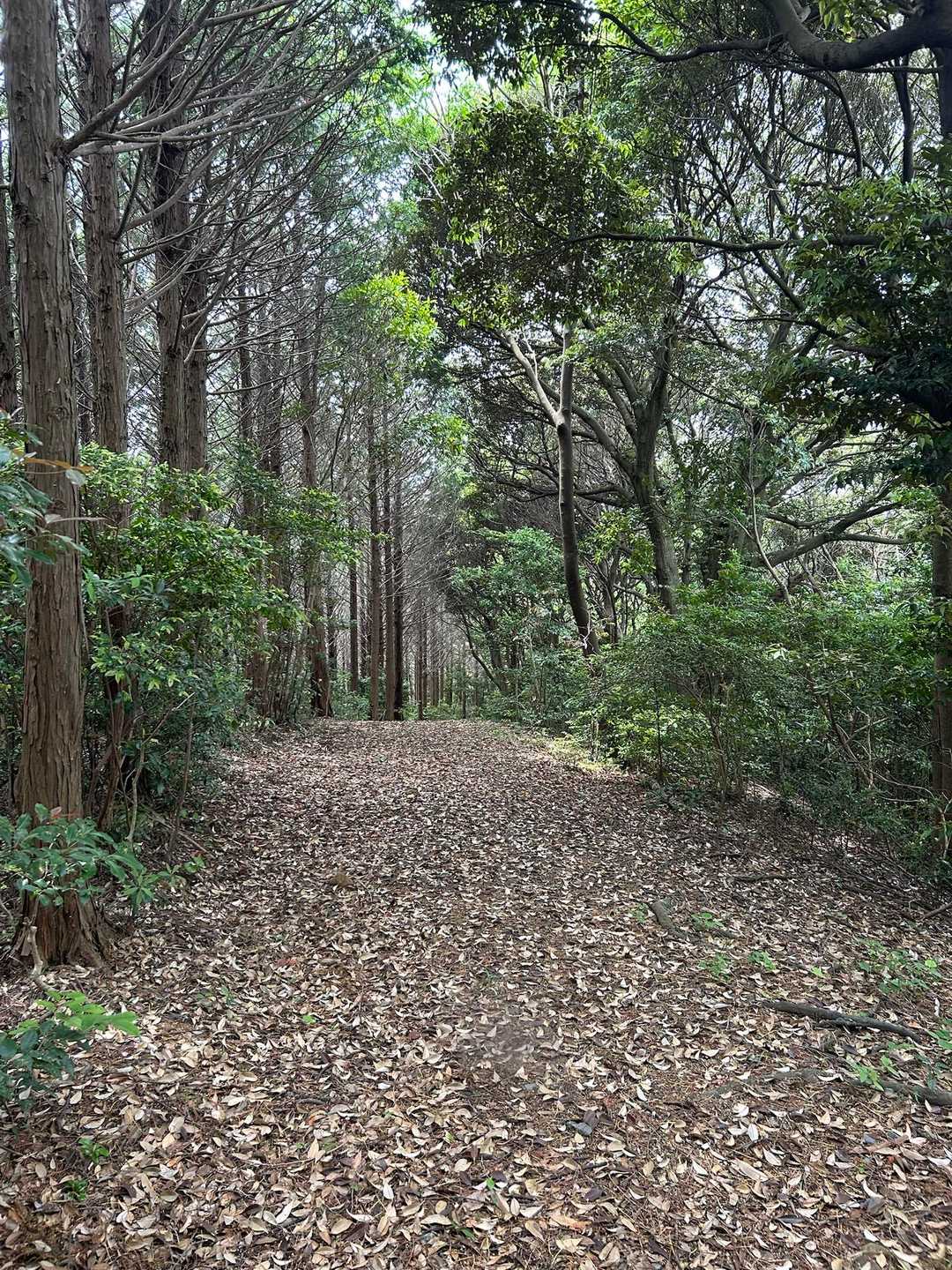 下山コースは道が広くて歩きやすい。