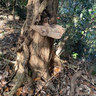 巨大なサルノコシカケ。人間も座れそう。