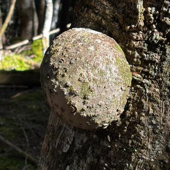 気になる、木だけに…。