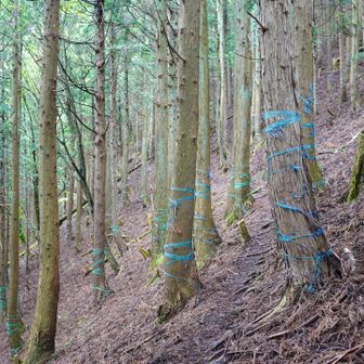 歩きやすいトラバース、よきよき☺️

って、さっき地図確認した時🤔
確か尾根直登やなかった…？？