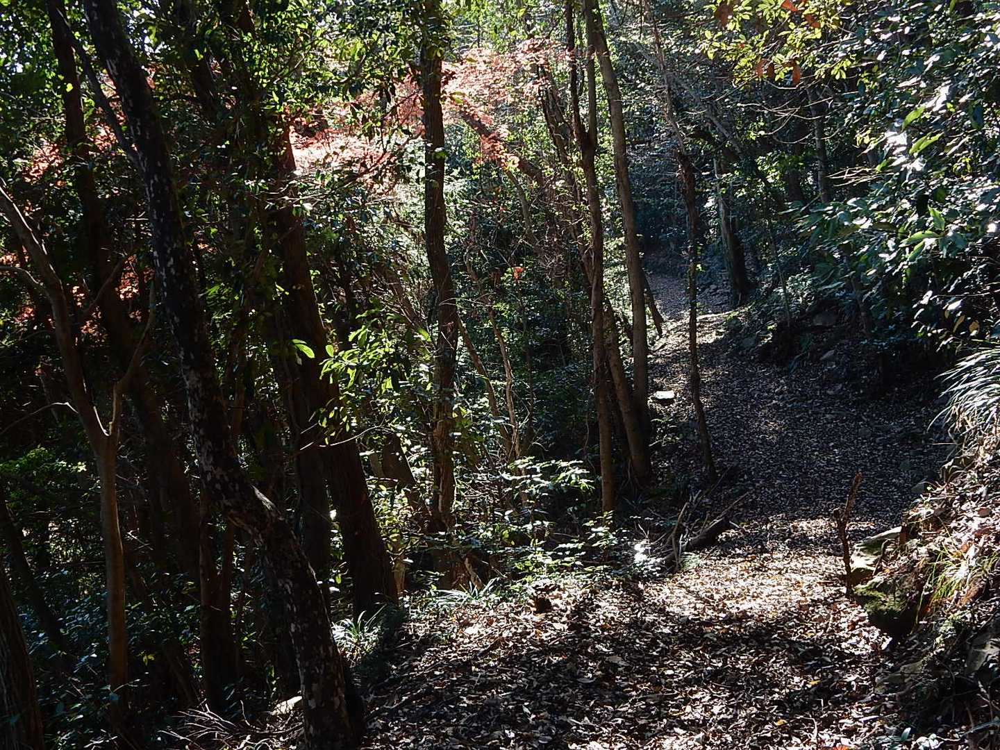 整備された登山道を進む