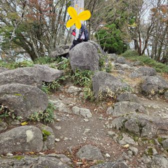 🔺山頂　花さかん