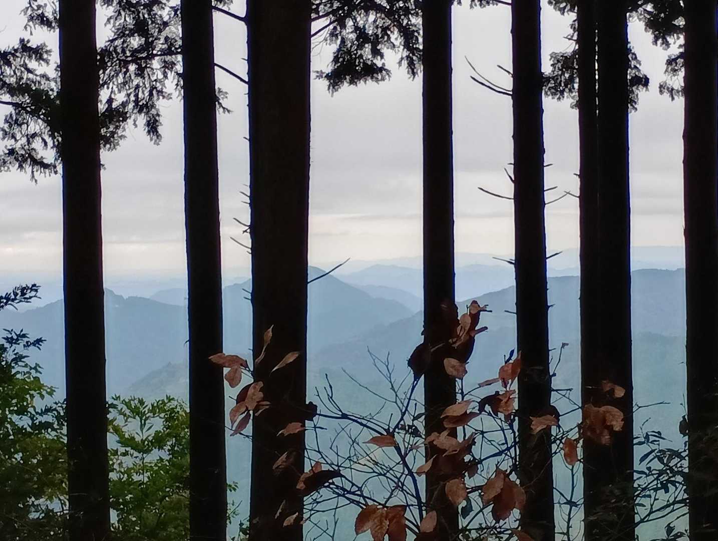 高尾山-笠張山 往復コースの写真