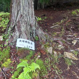 さて登山道スタート▶️