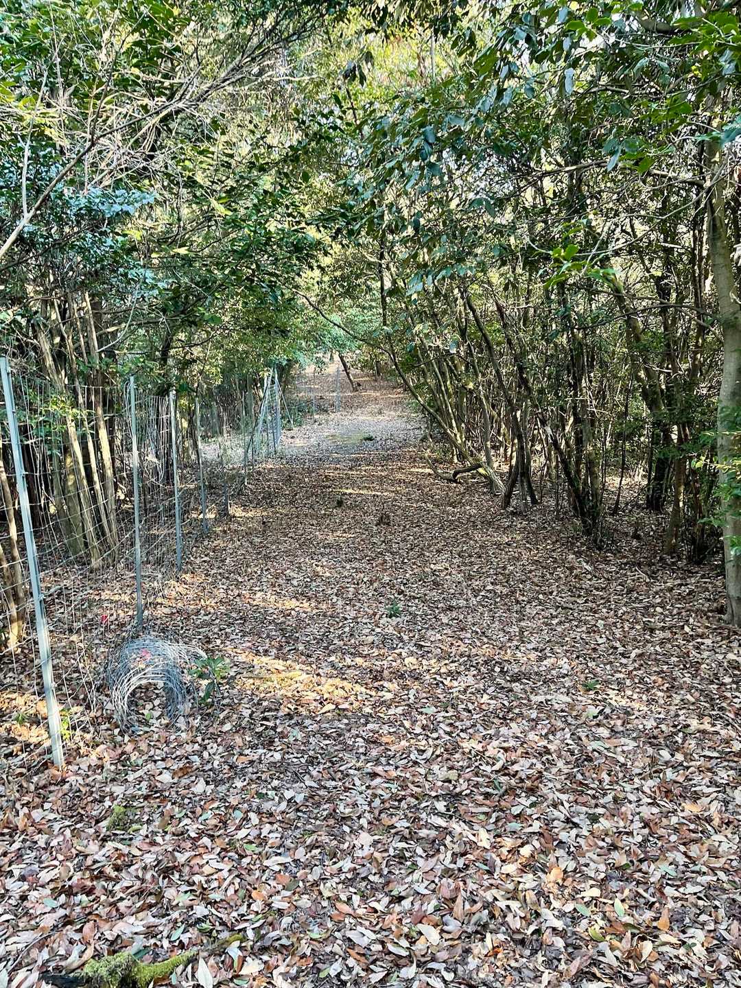 鴨國魂神社-西山 往復コースの写真