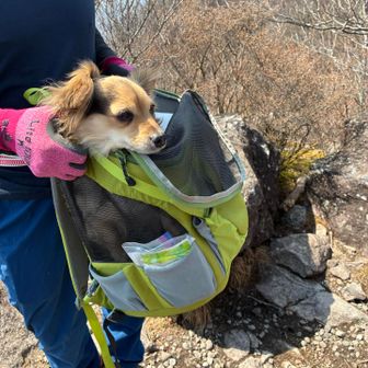 下り、犬はリュックに。

リュックに乗せてもらって
安心？疲れた？
とてもおとなしい。

ここまでよく頑張ったね！