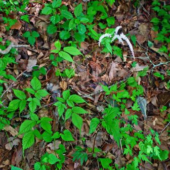 アカショウマ（赤升麻）
サラシナショウマ（升麻）に似ていて、茎の下部や葉柄の基部が赤いから。左下に見える１枚の葉（えっ！１枚どころじゃないって!)
が細かく分かれているのがよくわかる写真で、自画自賛。まず大きく３つに分かれ、それぞれがまた３つに分れ、さらに3枚に分れている。このような葉を羽状３回複葉といい、普通の葉に見える1枚を小葉という。