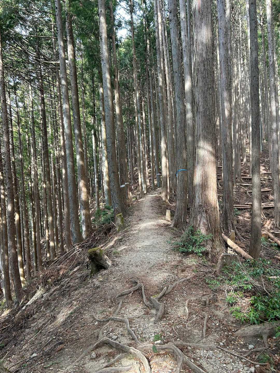 歩きやすい〜