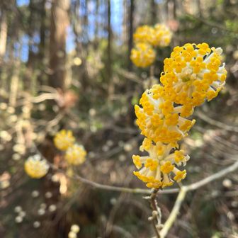 第二群生地にて