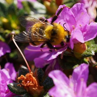 ミヤマキリシマとミツバチ🐝