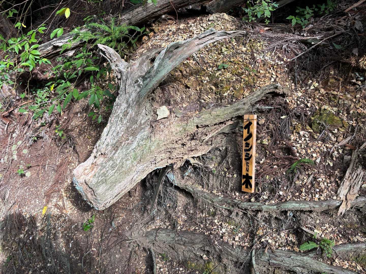 登りの時は気づかなかったけど、イノシシ🐗