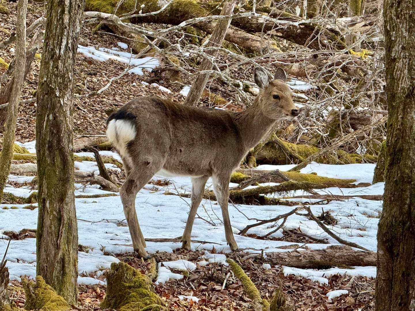 樹林帯を歩くとすぐにニホンジカの群れに遭遇