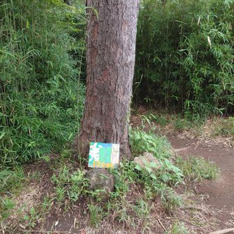 ピークとは思えないところに、山頂標識が置かれている