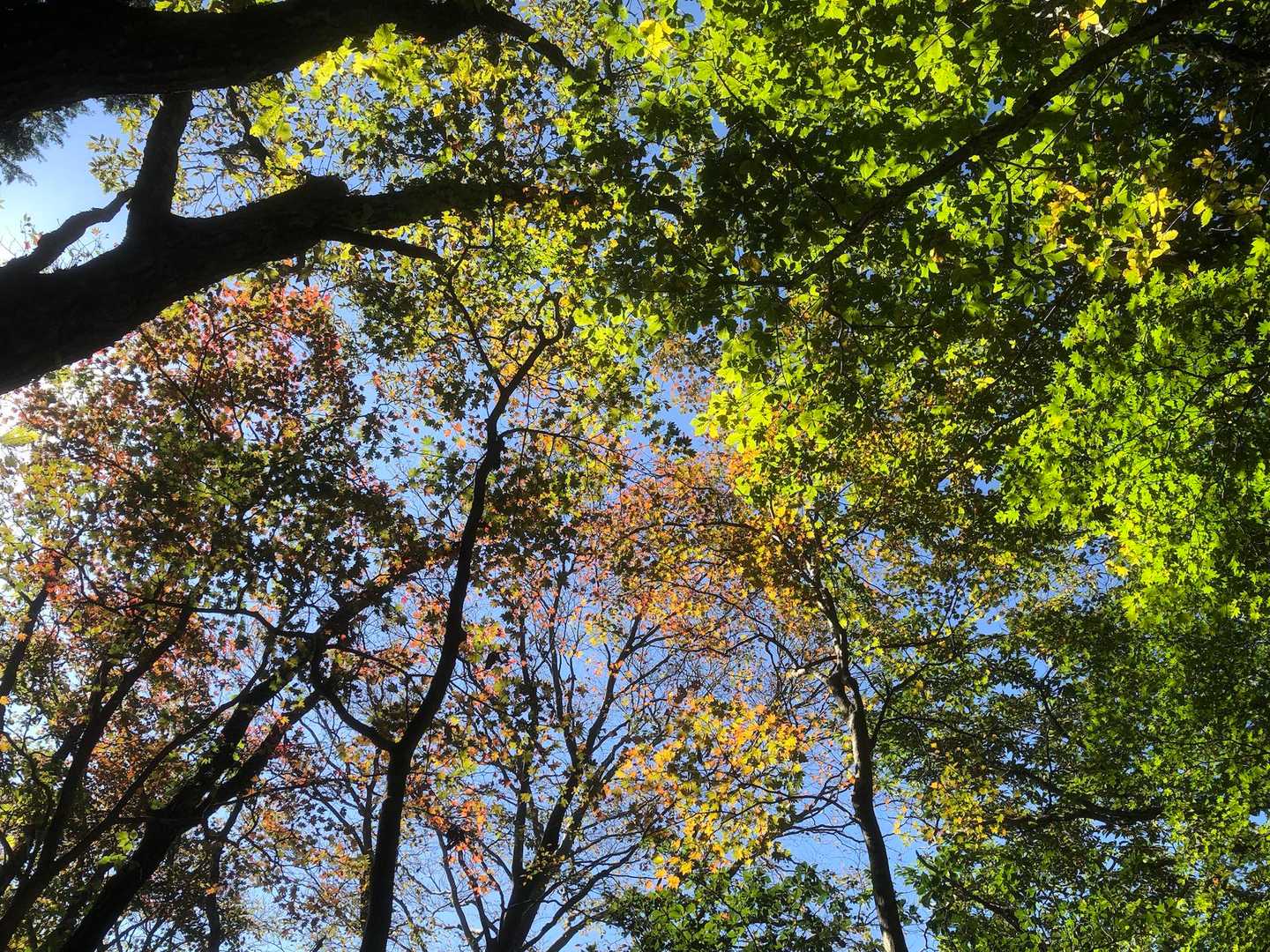 紅葉　緑と赤へのグラデーション