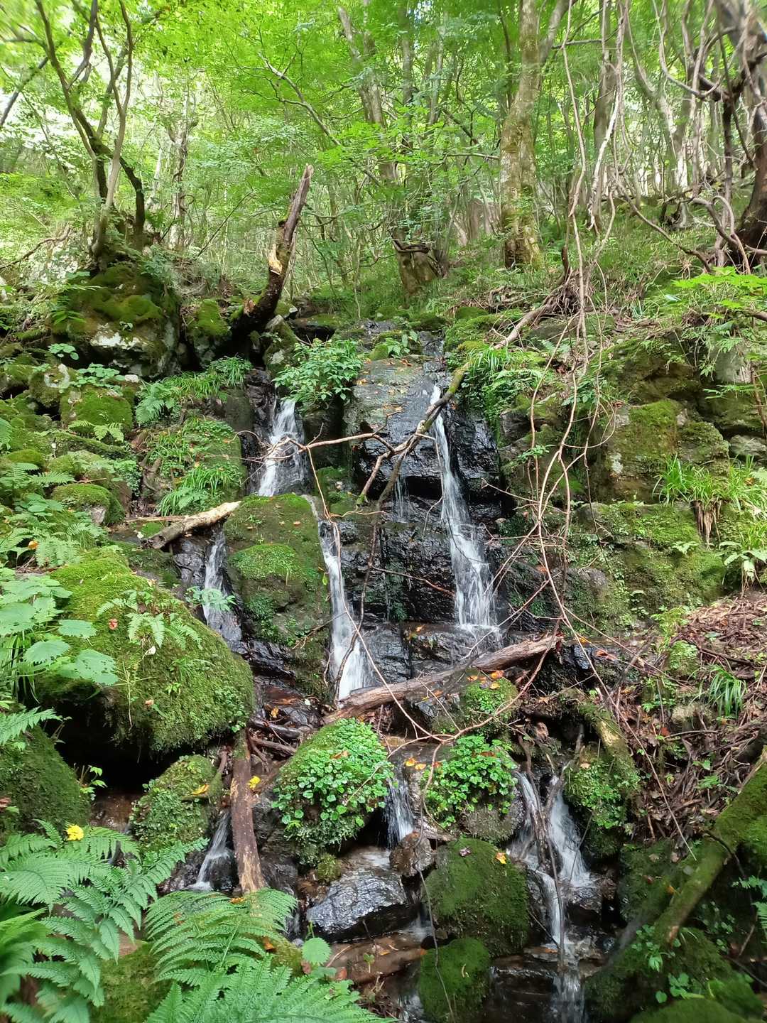 井水山 周回コースの写真