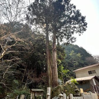 実際は写真で見るより立派な御神木🌳