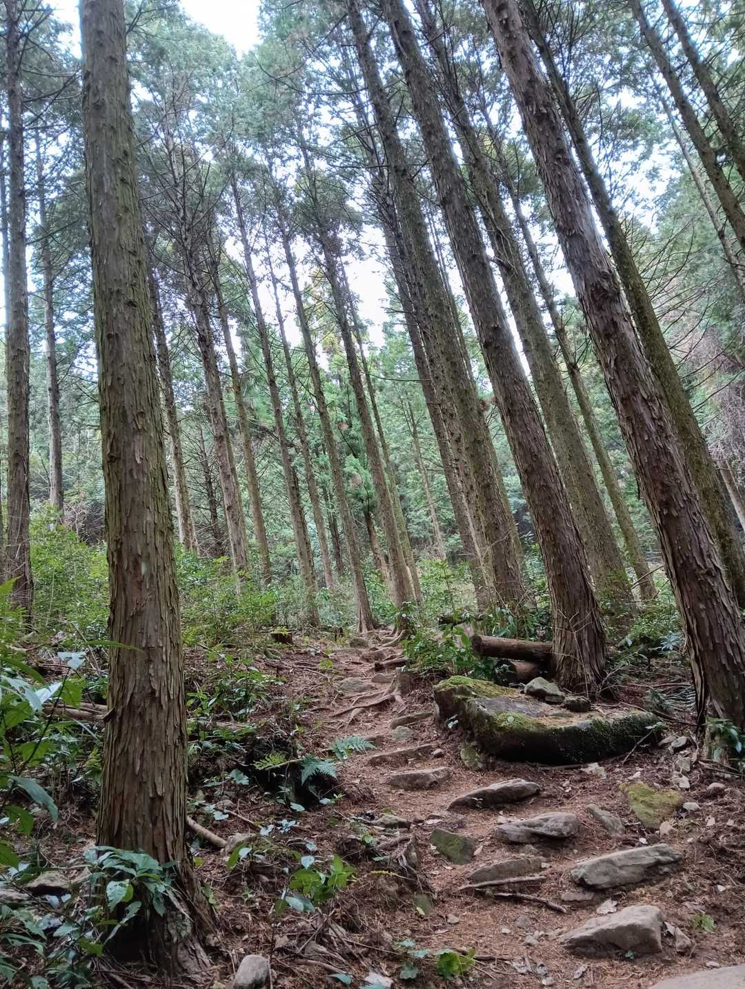 疲れた足にも優しい、緩やか〜な登山道😊