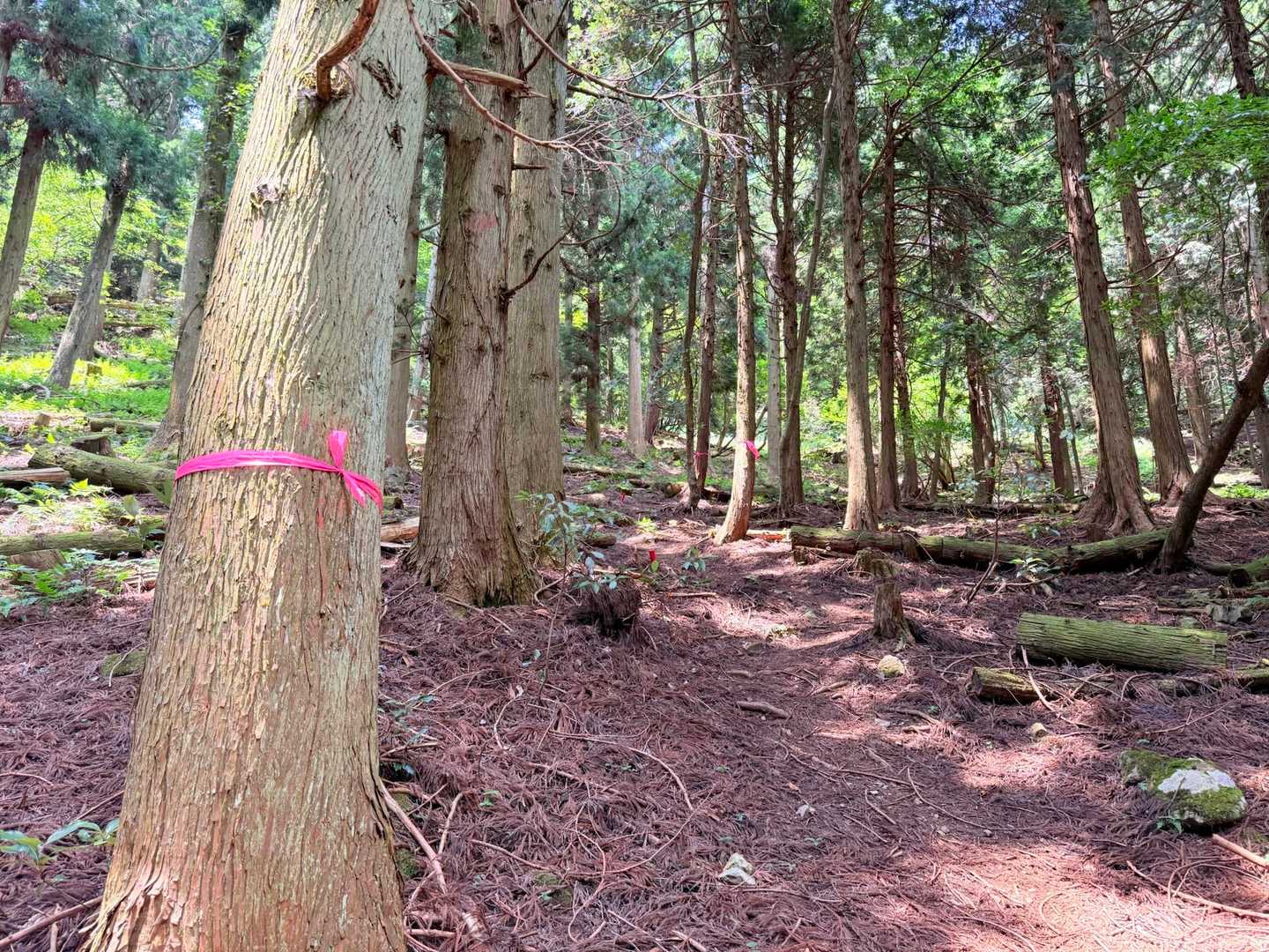 ここからはこのような登りが続きます