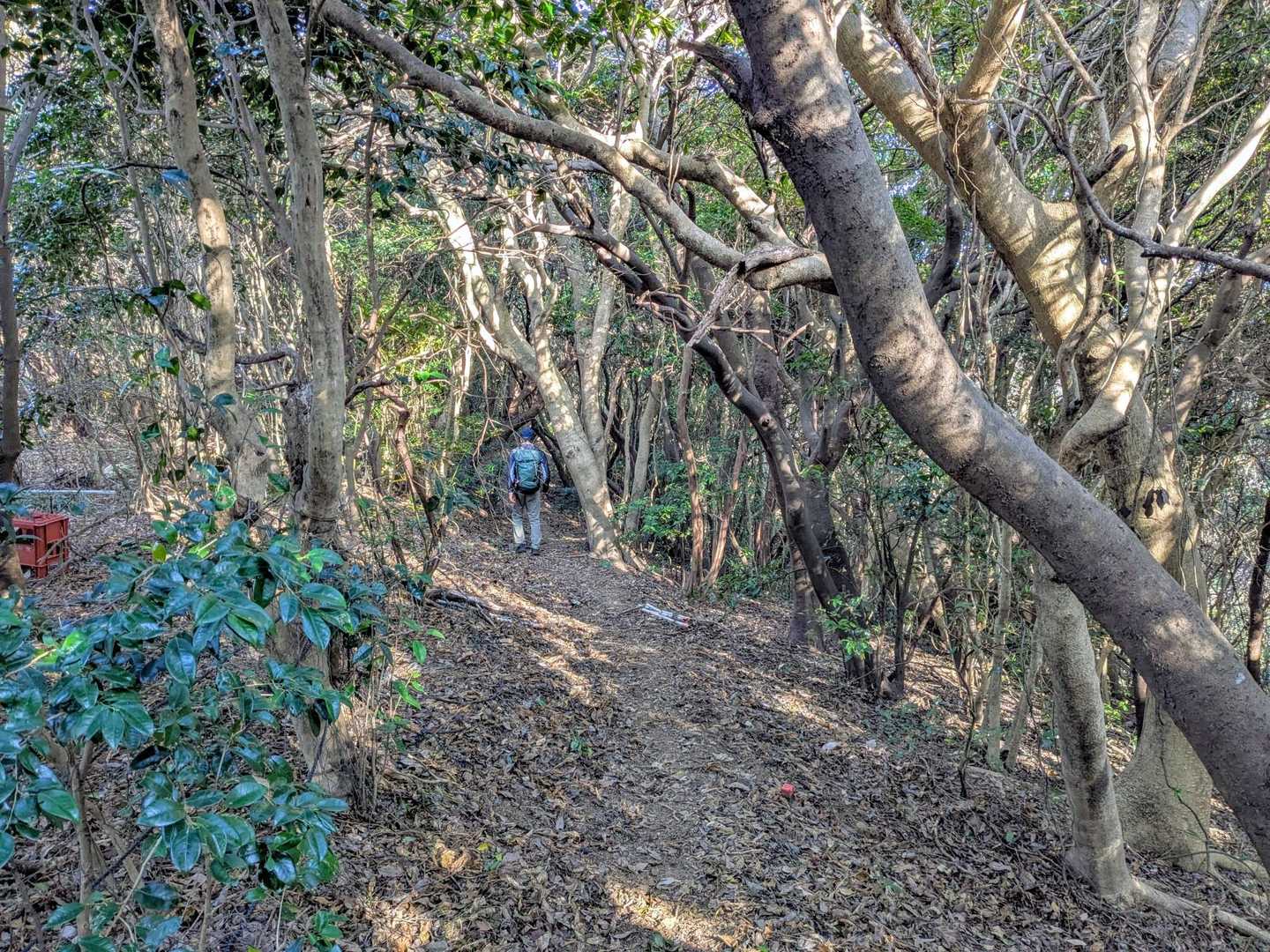 眺めの良い大山からの下りが終わり、原生林の中の道を灯台に向かいました