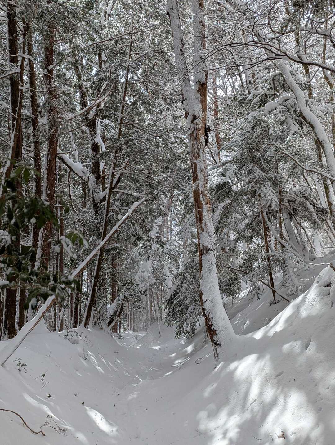 中根山 往復コースの写真