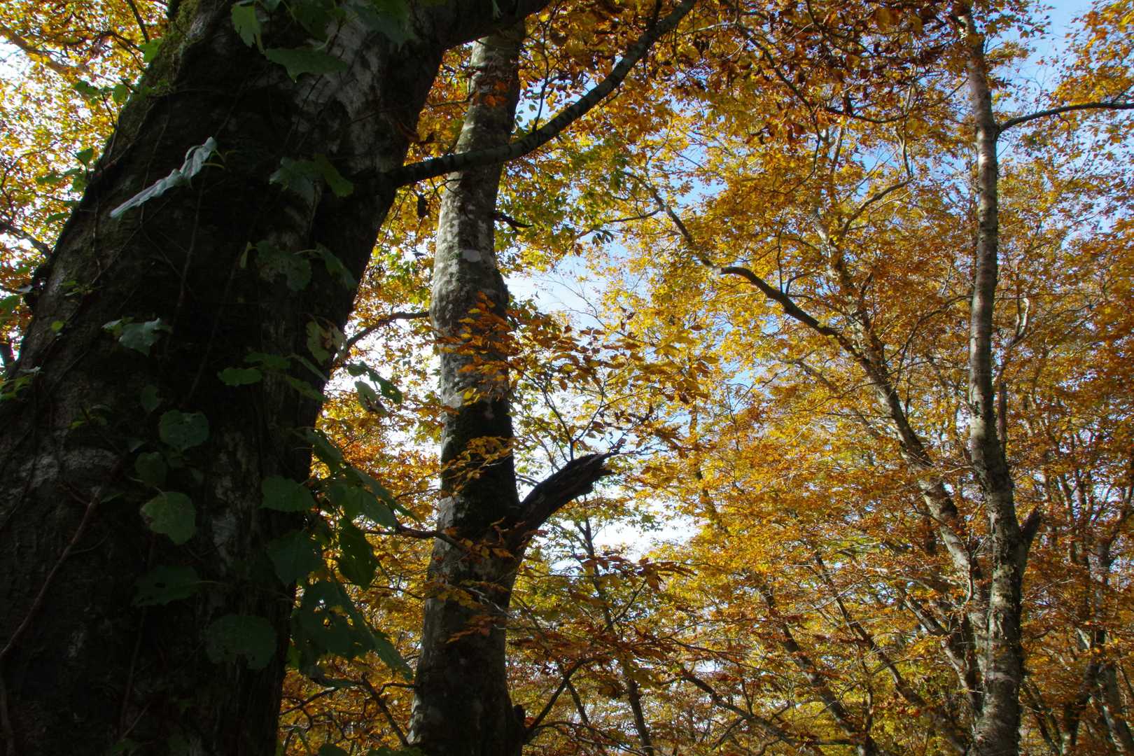 いいところだな〜、紅葉の時期に来て、正解でした^_^