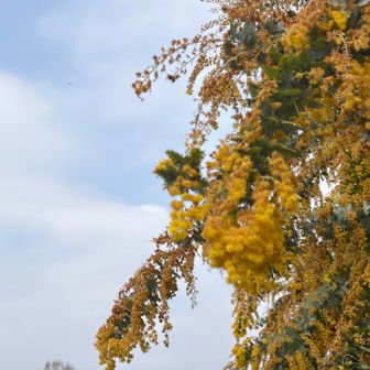 ミモザ〜

ゴリラ山でミモザの話をしたのをセイさんが覚えててくださって実現した三毳山の山歩きでした🌼