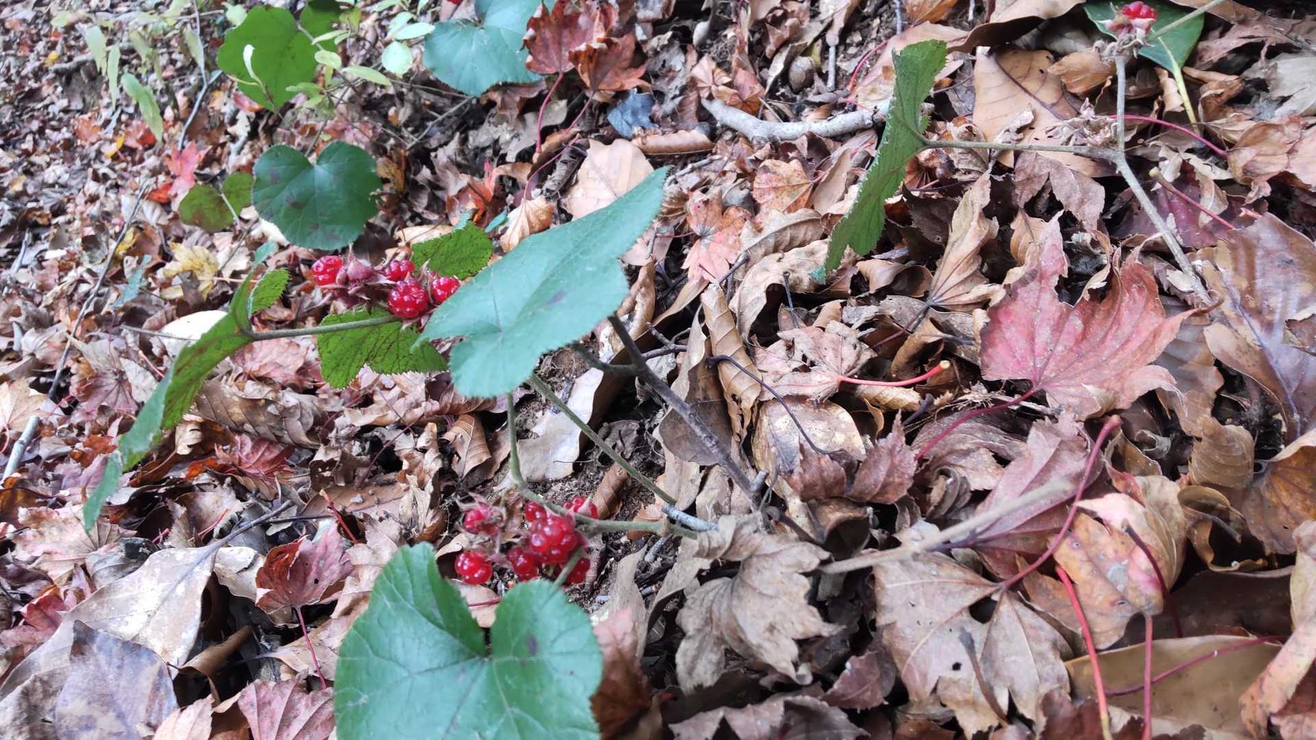 落ち葉とフユイチゴ
🍓✨🍂