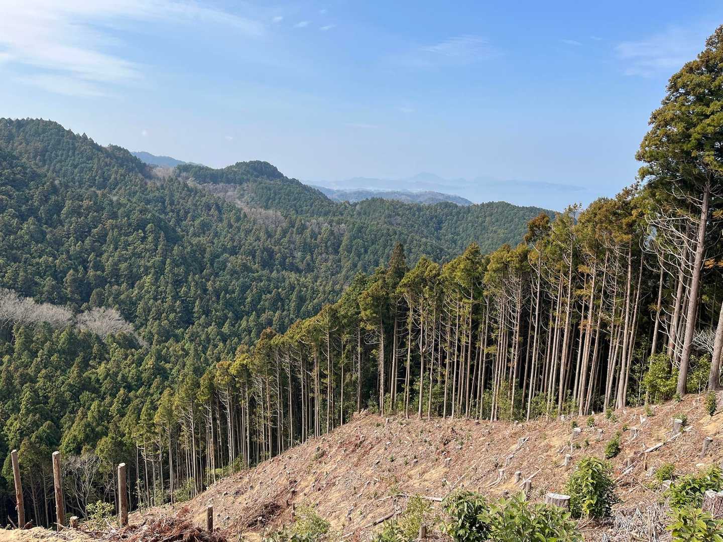 見晴らしの良いところに出ました。伐採地。