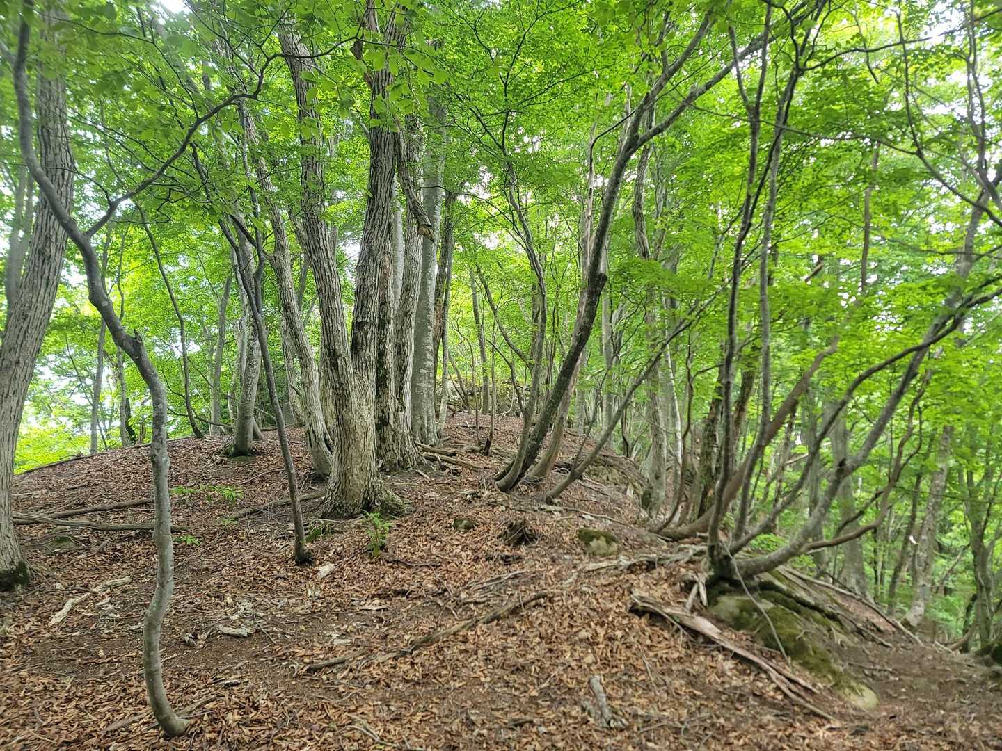 熊岩が見えてきた。