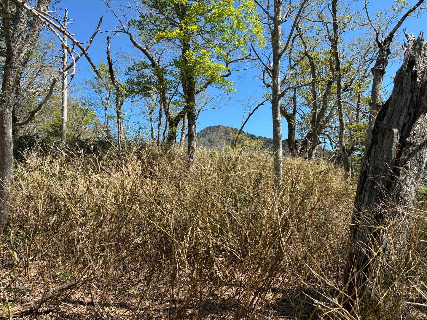 「日留賀岳の山頂が見えて来ました！」
「遠いんじゃ！あんな所まで行くのか？」
「それ程でもありません」
「本当か⁉️」