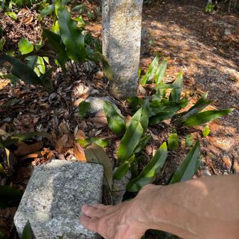 二等三角点
点名は「築地」
奥に有る石柱は是より神宮林