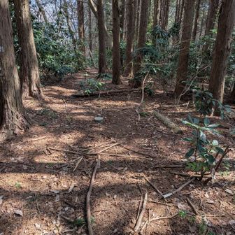 三角点、お昼ご飯はこの辺りで頂きました。