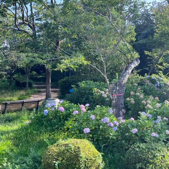 紫陽花がまだ綺麗に咲いている