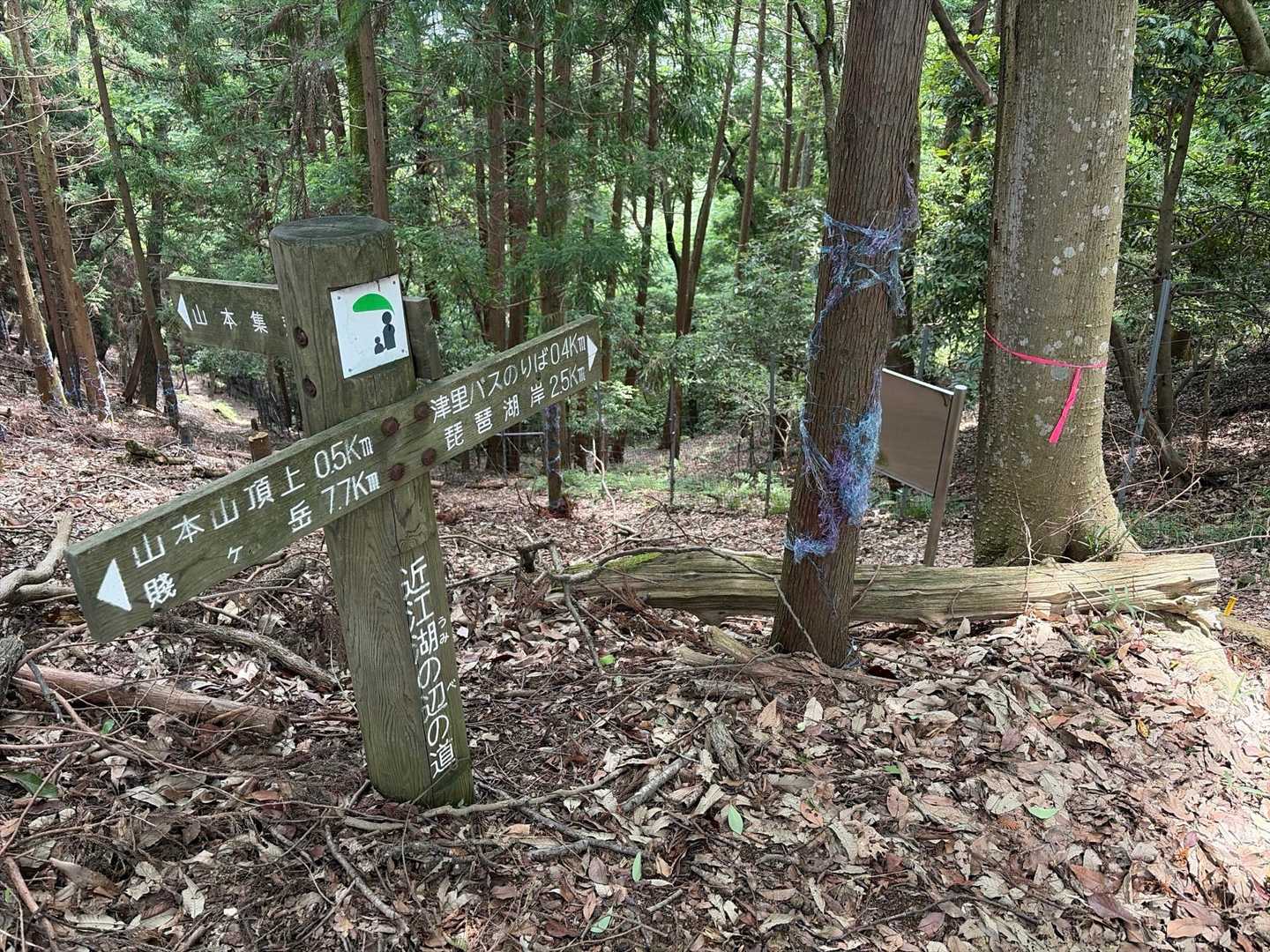 山頂でびわ湖見ながらランチして違う道から下山
分岐まで来て山本集落の方にいきます
ここからはほぼ平坦道でお墓まで行けば終了
5000歩くらいで歩けるお山でした😅