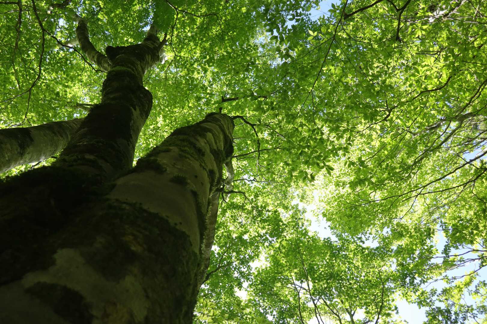 西門山-稲叢山 周回コースの写真